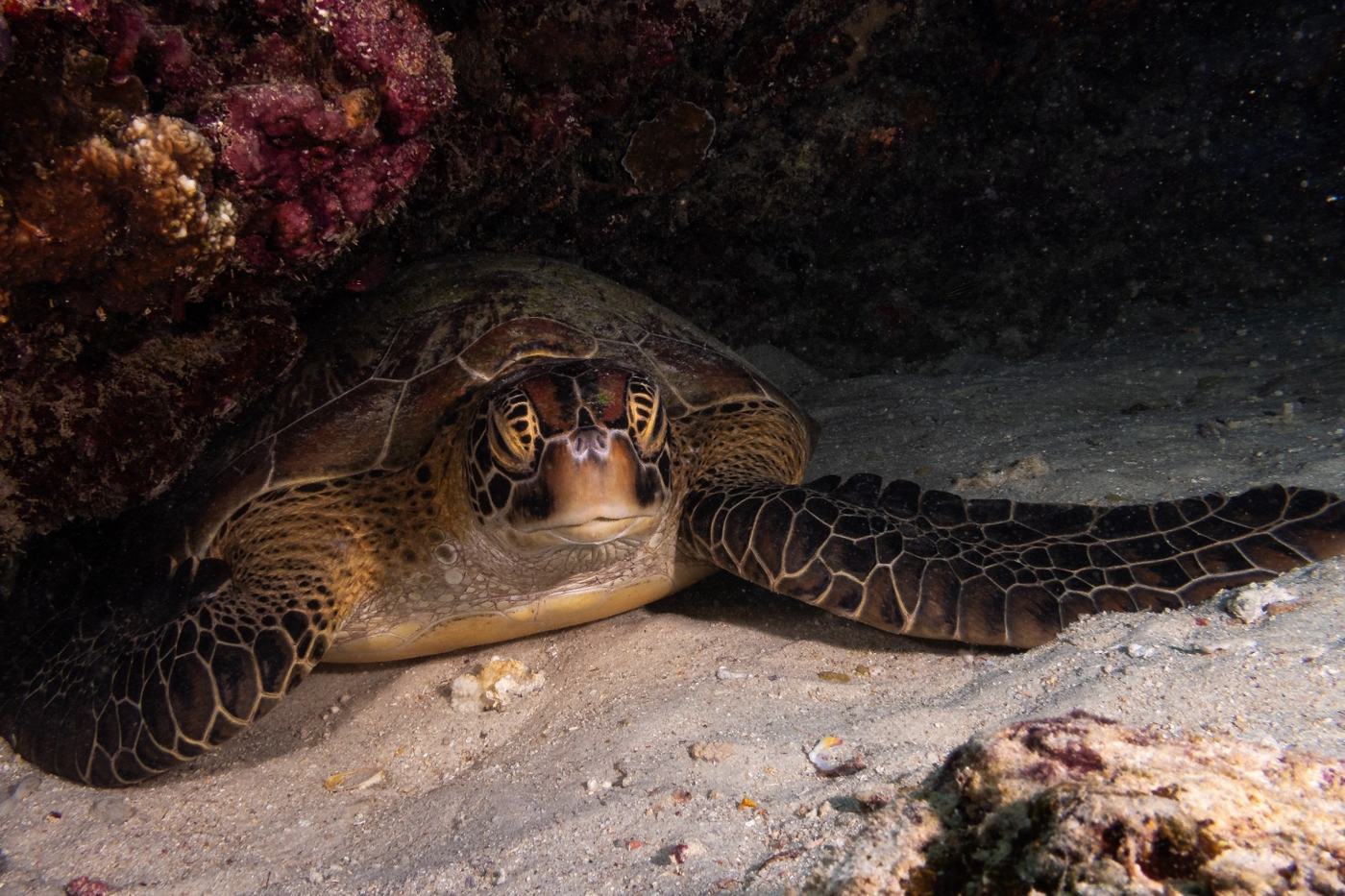 Sea turtle resting on the reef, Gili Meno