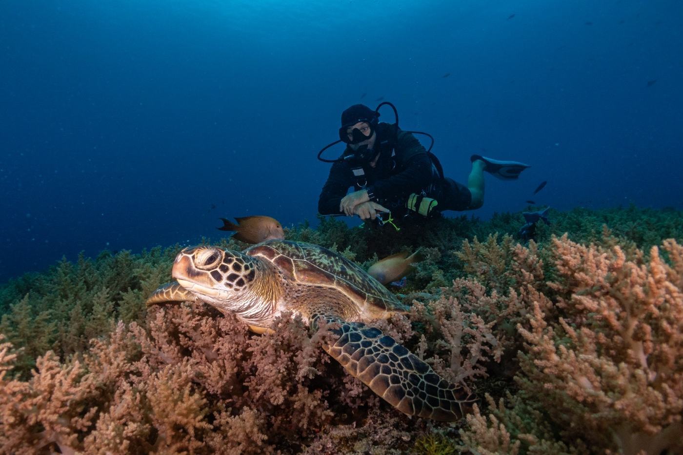 Diver with sea turtle on the reef — Meno Dive Club